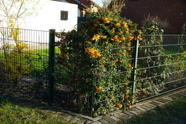 Yellow-orange Pyracantha coccinea berries grow in November. Pyracantha is a genus of large, thorny evergreen shrubs in the family Rosaceae, with common names firethorn or pyracantha. Berlin, Germany clipart