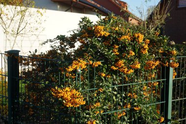 Sarı-turuncu Pyracantha coccinea üzümleri Kasım ayında yetişir. Pyracantha, gülgiller (Rosaceae) familyasından büyük ve dikenli bir çalı cinsidir. Berlin, Almanya