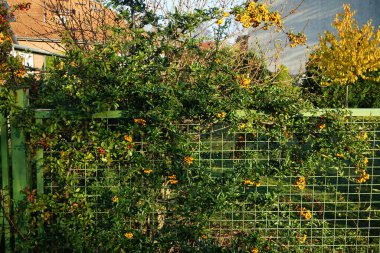 Sarı ve kırmızı Pyracantha coccinea üzümleri Kasım ayında yetişir. Pyracantha, gülgiller (Rosaceae) familyasından büyük ve dikenli bir çalı cinsidir. Berlin, Almanya