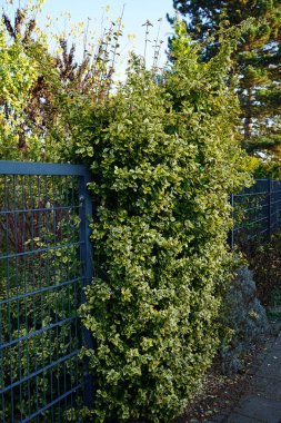 Kasım ayında bahçede meyvelerle öonymus serveti yetişir. Euonymus fortune (kısaca Euonymus fortune), Çelikgiller (Celastraceae) familyasından bir bitki türü. Berlin, Almanya