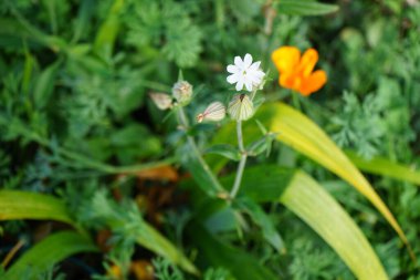 Silene latifolia subsp. Alba Kasım 'da çiçek açar. Silene latifolia subsp. Alba, eski Melandrium albümü, Caryophyllaceae familyasından bir bitki türü. Berlin, Almanya