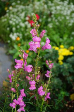 Antirrhinum majus Kasım ayında pembe çiçeklerle açar. Antirrhinum majus, Antirrhinum cinsine ait bir bitki türüdür. Berlin, Almanya.