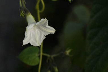 Kasım ayında Ipomoea alba beyaz çiçeklerle çiçek açar. Ipomoea alba, tropikal beyaz sabah zaferi, ay çiçeği ya da ay üzümü, gece açan bir sabah zaferidir. Berlin, Almanya 