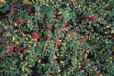 Kasım ayında meyveli Cotoneaster yatay büyür. Cotoneaster horizontalis, gülgiller (Rosaceae) familyasından bir bitki türü. Berlin, Almanya 