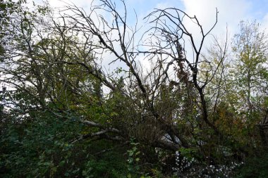 Kasım ayında sonbahar bitki örtüsüyle güzel bir manzara Berlinliler 'in dinlenme alanında yer almaktadır. Berlin, Almanya.