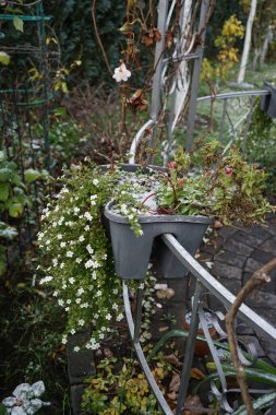 Begonia x tuberhybrida 'Illumination White' and Sutera cordata 'Big Baja' bloom in December in flower pots. Begonia is a genus of perennial flowering plants in the family Begoniaceae. Berlin, Germany.  clipart