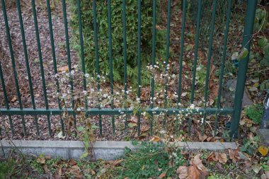 Erigeron Annuus Aralık 'ta çiçek açacak. Erigeron Annuus (eski adıyla Aster Annuus), her yıl kullanılan bir bitkisel bitki, papatya pire ya da papatya bitkisi türüdür. Berlin, Almanya 