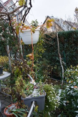 Begonia x tuberhybrida 'Aydınlatma Beyaz' ve Sutera kordatası 'Büyük Baja' çiçek saksılarında aralık ayında çiçek açar. Begonya, Begoniaceae familyasından bir bitki cinsidir. Berlin, Almanya. 