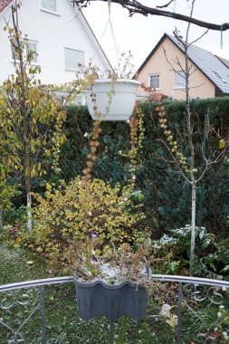 Sutera kordatası 'Büyük Baja' Aralık ayında bir saksıda beyaz çiçeklerle çiçek açar. Chaenostoma cordatum (sutera cordata, bacopa cordata, sutera diusus veya bacopa), Chaenostoma cinsinde bir tür. Berlin, Almanya 