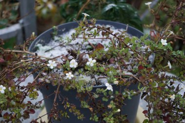 Sutera kordatası 'Büyük Baja' Aralık ayında bir saksıda beyaz çiçeklerle çiçek açar. Chaenostoma cordatum (sutera cordata, bacopa cordata, sutera diusus veya bacopa), Chaenostoma cinsinde bir tür. Berlin, Almanya 