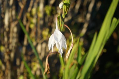 Acidanthera murielae blooms with white-burgundy flowers in November. Gladiolus murielae, Acidanthera murielae, is a species of flowering plant in the family Iridaceae. Berlin, Germany.    clipart