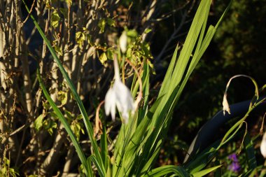 Acidanthera murielae blooms with white-burgundy flowers in November. Gladiolus murielae, Acidanthera murielae, is a species of flowering plant in the family Iridaceae. Berlin, Germany.    clipart