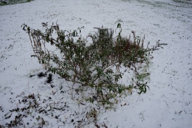 Buddleja Daviddii Aralık ayında karın altında yetişir. Buddleja davidii ya da Buddleia davidii, Scrophulariaceae familyasından bir bitki türü. Berlin, Almanya 