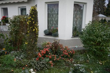 Jasminum nudiflorum çalısı ve Kasımpatı Koreanum çiçekleri Kasım ayında bahçede karın altında çiçek açarlar. Jasminum nudiflorum, kış yasemini, ince ve yaprak döken bir çalıdır. Berlin, Almanya 