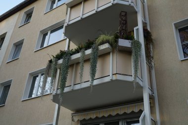 Dichondra argentea hangs its silvery leaves from flower boxes with other flowers on a balcony in November. Dichondra argentea, the silver ponysfoot or silver nickel vine, is a species of flowering plant in the family Convolvulaceae. Berlin, Germany clipart