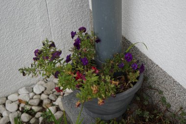 Calibrachoa çiçekleri Trixi 'Blue Petticoat', 'Shades of Blue' ve 'Uno Double Red' Kasım ayında bir su borusunda asılı vaziyette çiçek açarlar. Calibrachoa, Solanaceae familyasından bir bitki cinsidir. Berlin, Almanya         