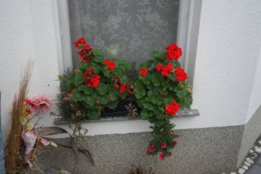 Pelargonium hororum, Portulaca grandiflora ve Calibrachoa hybrida Kasım ayında bir çiçek kutusunda çiçek açarlar. Pelargonium hororum, sardunya, bahçe sardunyası, Pelargonium 'un bir hiçliği. Berlin, Almanya.