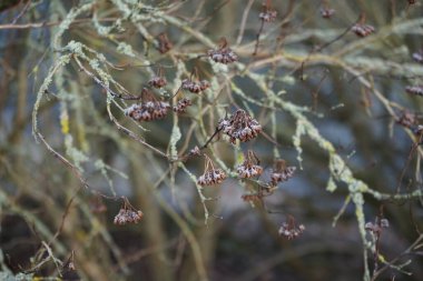 Physocarpus opulifolius Aralık ayında büyür. Physocarpus opulifolilius ya da bilinen adıyla Physocarpus opulifolius, gül familyasından bir bitki türü. Berlin, Almanya