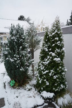 Chamaecyparis lawsoniana 'Snow White', Juniperus scopulorum 'Blue Arrow', Thuja occidentalis 'Smaragd' grow under the snow in November. Chamaecyparis lawsoniana, Port Orford cedar, Lawson cypress is a species of conifer. Berlin, Germany clipart