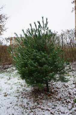 Pinus strobus tree grows under the snow in December. Pinus strobus, the eastern white pine, northern white pine, white pine, Weymouth pine, and soft pine is a large pine. Berlin, Germany  clipart