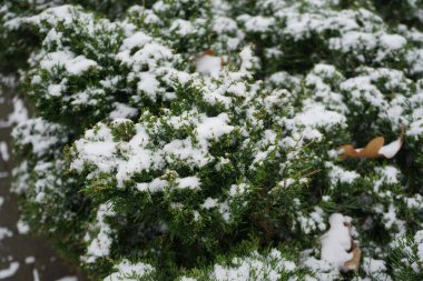 Juniperus Sabina Aralık ayında karın altında büyür. Juniperus Sabina (Savin Ardıç veya Savin), ardıç kuşunun bir türüdür. Berlin, Almanya 