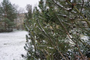 Pinus mugo aralık ayında karın altında yetişir. Pinus mugo, çam, dağ çamı, dağ çamı, dağ çamı, İsviçre dağı-, bataklık, sürünme - veya mugo çamı, kozalaklı bir kozalak türüdür. Berlin, Almanya 