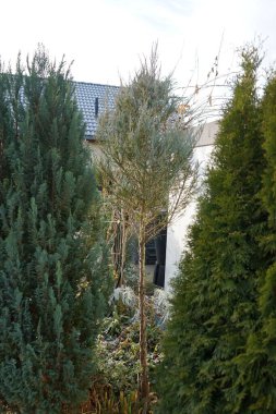 Chamaecyparis lawsoniana 'Pamuk Prenses', Juniperus scopulorum 'Mavi Ok', Thuja occidentalis 'Smaragd' Aralık 'ta büyür. Chamaecyparis lawsoniana, Chamaecyparis cinsi bir kozalak türüdür. Berlin, Almanya