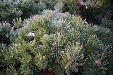 Pinus mugo aralık ayında karın altında yetişir. Pinus mugo, çam, dağ çamı, dağ çamı, dağ çamı, İsviçre dağı-, bataklık, sürünme - veya mugo çamı, kozalaklı bir kozalak türüdür. Berlin, Almanya 