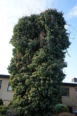 Ebedi yeşil Hedera sarmalı Aralık ayında büyür. Hedera sarmaşığı (İngilizce: 