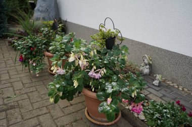 Dev fuchsias 'Voodoo', 'Deep Purple', 'Holly' s Beauty ',' Bella Rosella 've diğer bitkiler Kasım' da büyür. Fuchsia, Kıbrıs Rum Kesimi 'nin Onagraceae familyasından bir bitki cinsidir. Berlin, Almanya. 