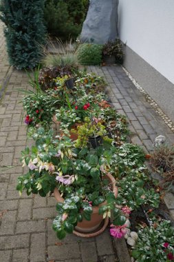 Dev fuchsias 'Voodoo', 'Deep Purple', 'Holly' s Beauty ',' Bella Rosella 've diğer bitkiler Kasım' da büyür. Fuchsia, Kıbrıs Rum Kesimi 'nin Onagraceae familyasından bir bitki cinsidir. Berlin, Almanya. 