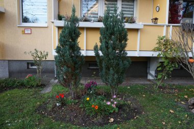 Gazania rijeni çiçekleri sarı, Pelargonium hororum kırmızı ve pembe, Calluna vulgaris beyaz, yıldız çiçekleri ise Kasım ayında çiçek tarhında çiçek açar. Berlin, Almanya 