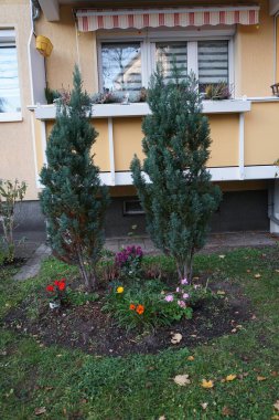 Gazania rijeni çiçekleri sarı, Pelargonium hororum kırmızı ve pembe, Calluna vulgaris beyaz, yıldız çiçekleri ise Kasım ayında çiçek tarhında çiçek açar. Berlin, Almanya 