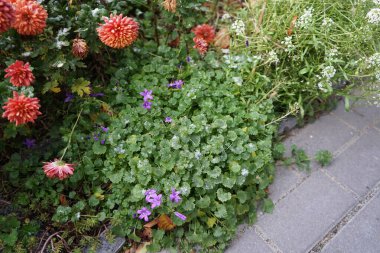 Kasımda kasımında kasımpatı koreanum, lobularia maritima ve Campanula portenschlagiana çiçek açar. Kasımpatılar, mırıldanmalar veya kasımpatılar, kasımpatı cinsinin çiçek açan bitkileridir. Berlin, Almanya 