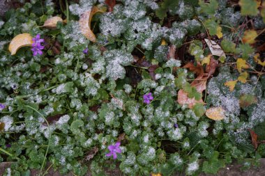 Campanula portenschlagiana flowers bloom in the garden in November. Campanula portenschlagiana, the wall bellflower, is a species of flowering plant in the family Campanulaceae. Berlin, Germany.  clipart