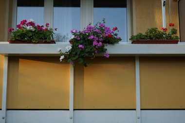 Pelargoniumlar Kasım ayında bir balkondaki çiçek kutularında çiçek açarlar. Pelargonium hororum, sardunya, bahçe sardunyası, Pelargonium 'un bir hiçliği. Berlin, Almanya 