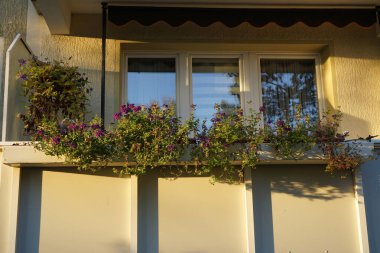 Mor çiçekli Verbena Rigida ve mavi çiçekli Clematis Hybrid kasım ayında balkonda çiçek açarlar. Verbena rigida, Verbenaceae familyasından çiçekli bir bitki türü. Berlin, Almanya.