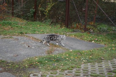 Gümüş rengi bir İngiliz Shorthair tekir kedisi Kasım ayında caddede yürüyor. İngiliz Shorthair, iri yapılı, kalın paltolu ve geniş yüzlü geleneksel İngiliz evcil kedisinin soylu versiyonu. Berlin, Almanya