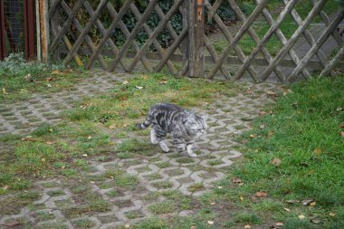 A silver British Shorthair tabby cat walks down the street in November. The British Shorthair is the pedigree version of the traditional British domestic cat, with a distinctively stocky body, thick coat, and broad face. Berlin, Germany clipart