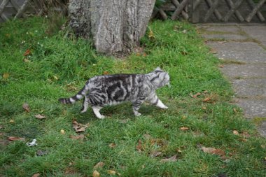 Gümüş rengi bir İngiliz Shorthair tekir kedisi Kasım ayında caddede yürüyor. İngiliz Shorthair, iri yapılı, kalın paltolu ve geniş yüzlü geleneksel İngiliz evcil kedisinin soylu versiyonu. Berlin, Almanya