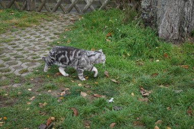 Gümüş rengi bir İngiliz Shorthair tekir kedisi Kasım ayında caddede yürüyor. İngiliz Shorthair, iri yapılı, kalın paltolu ve geniş yüzlü geleneksel İngiliz evcil kedisinin soylu versiyonu. Berlin, Almanya
