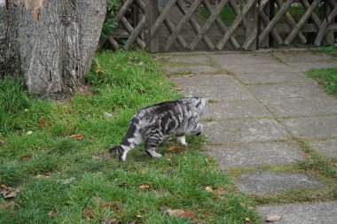 Gümüş rengi bir İngiliz Shorthair tekir kedisi Kasım ayında caddede yürüyor. İngiliz Shorthair, iri yapılı, kalın paltolu ve geniş yüzlü geleneksel İngiliz evcil kedisinin soylu versiyonu. Berlin, Almanya