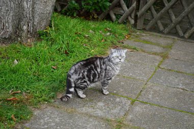 Gümüş rengi bir İngiliz Shorthair tekir kedisi Kasım ayında caddede yürüyor. İngiliz Shorthair, iri yapılı, kalın paltolu ve geniş yüzlü geleneksel İngiliz evcil kedisinin soylu versiyonu. Berlin, Almanya