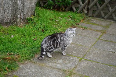 Gümüş rengi bir İngiliz Shorthair tekir kedisi Kasım ayında caddede yürüyor. İngiliz Shorthair, iri yapılı, kalın paltolu ve geniş yüzlü geleneksel İngiliz evcil kedisinin soylu versiyonu. Berlin, Almanya