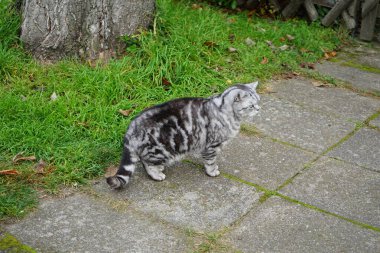 Gümüş rengi bir İngiliz Shorthair tekir kedisi Kasım ayında caddede yürüyor. İngiliz Shorthair, iri yapılı, kalın paltolu ve geniş yüzlü geleneksel İngiliz evcil kedisinin soylu versiyonu. Berlin, Almanya