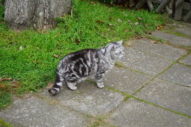 Gümüş rengi bir İngiliz Shorthair tekir kedisi Kasım ayında caddede yürüyor. İngiliz Shorthair, iri yapılı, kalın paltolu ve geniş yüzlü geleneksel İngiliz evcil kedisinin soylu versiyonu. Berlin, Almanya