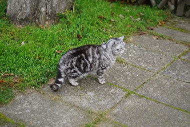 A silver British Shorthair tabby cat walks down the street in November. The British Shorthair is the pedigree version of the traditional British domestic cat, with a distinctively stocky body, thick coat, and broad face. Berlin, Germany clipart