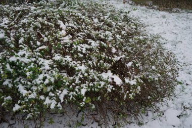 Symphoricarpos x chenaultii bush grows under the snow in December. Symphoricarpos x chenaultii, the Chenault coralberry, is a nothospecies hybrid S. microphyllus x S. orbiculatu group of shrubs in the honeysuckle family. Berlin, Germany clipart