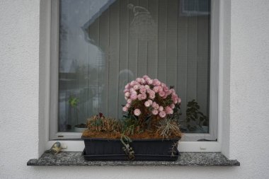 Kasımpatı x hororum 'Romantika' Aralık ayında bir çiçek kutusunda beyaz-pembe çiçeklerle açar. Kasımpatılar, anneler veya kasımpatılar, Asteraceae familyasındaki kasımpatı türünün çiçek açan bitkileridir. Berlin, Almanya.