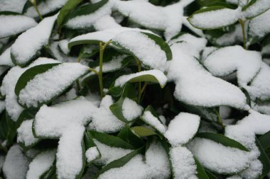 Prunus Laurocerasus Aralık ayında karın altında yetişir. Prunus laurocerasus ya da Prunus laurocerasus, defne ve bazen de İngiliz defne kuşu, kiraz çiçeğinin yemyeşil bir türüdür. Berlin, Almanya 